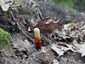 Pecsétviaszgomba (Ganoderma lucidum), Budai-hegység